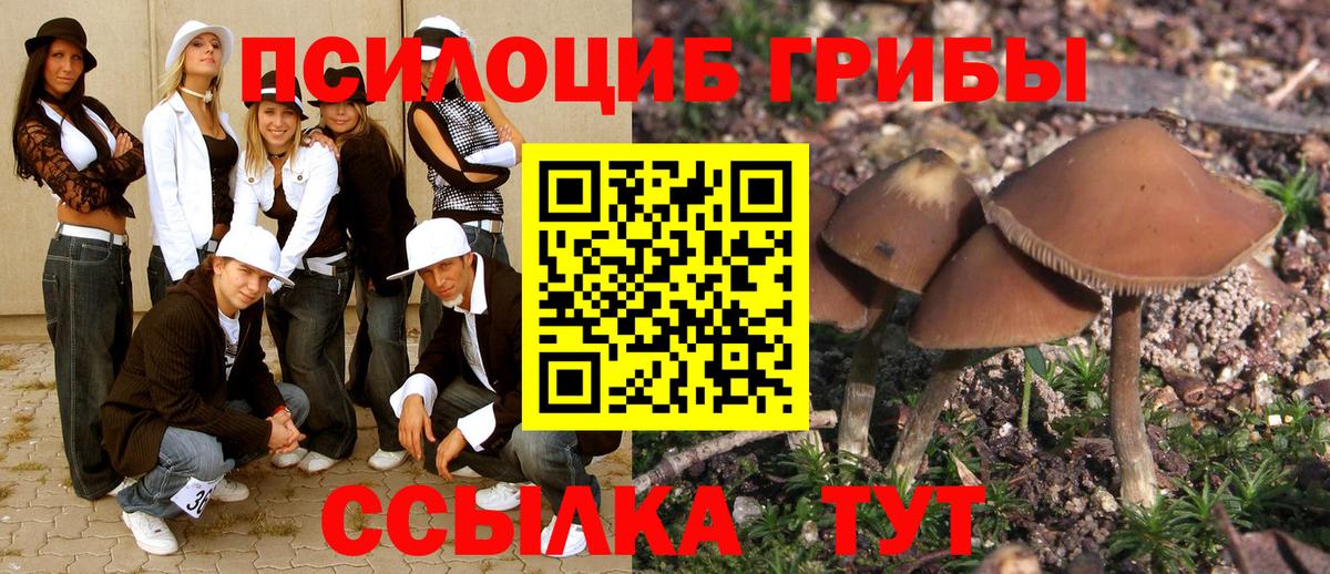 Псилоцибиновые грибы Cubensis  Коломна 